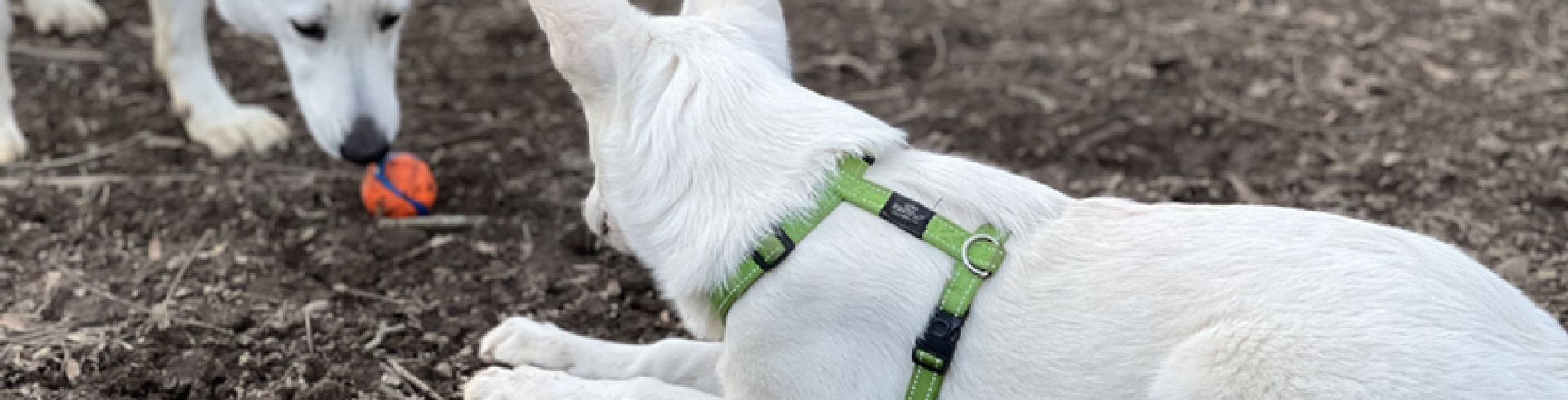 Sunnyside White Swiss Shepherds / Clarksville VA /