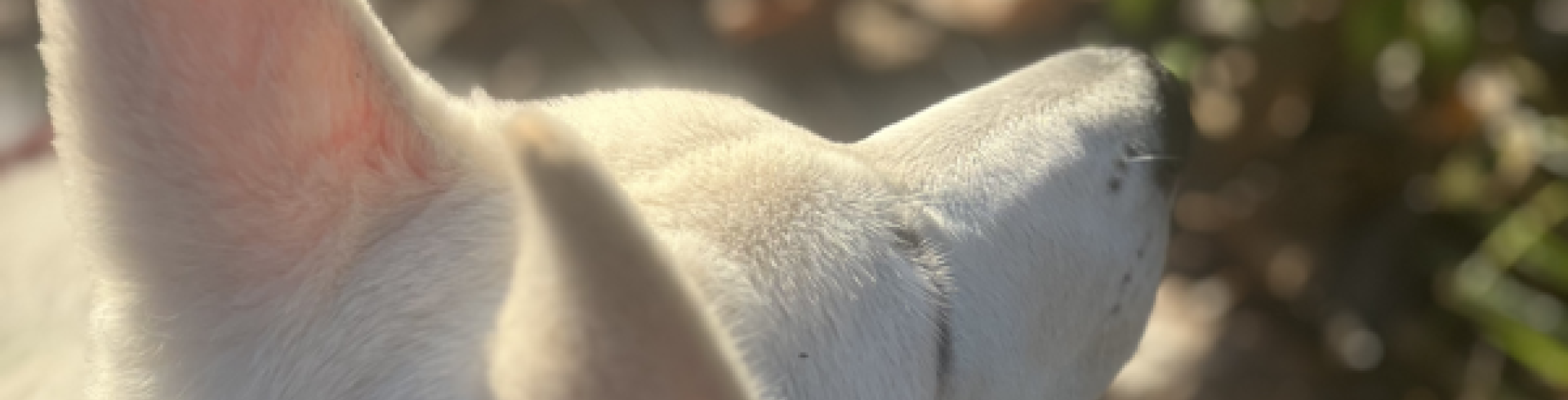 Sunnyside White Swiss Shepherds / Clarksville VA /