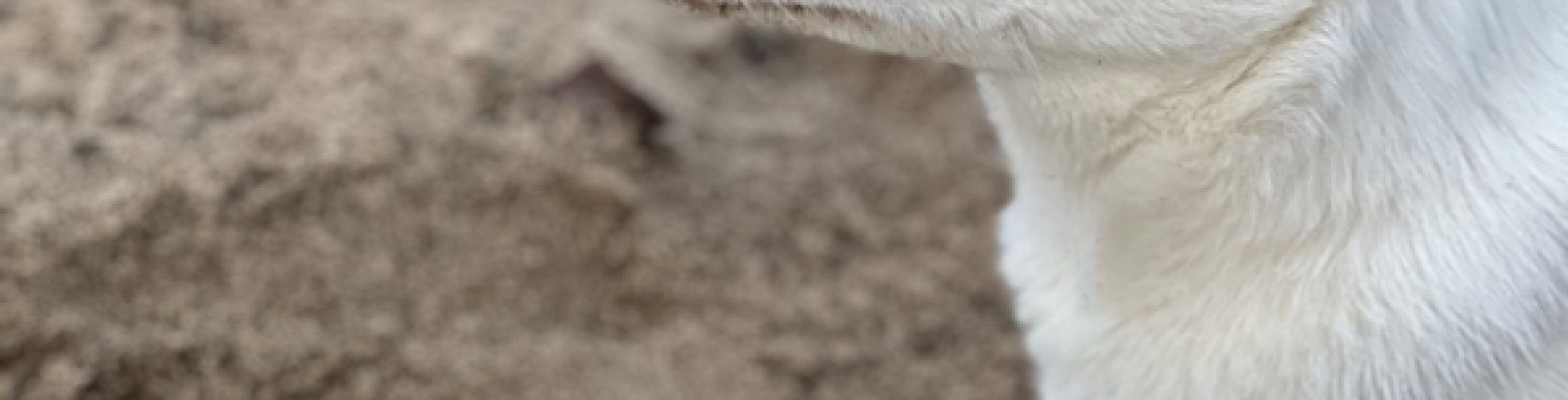 Sunnyside White Swiss Shepherds / Clarksville VA /