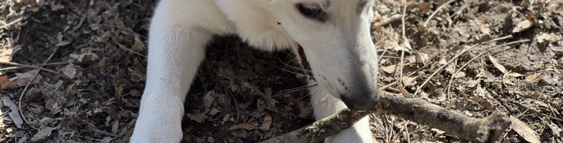 Sunnyside White Swiss Shepherds / Clarksville VA /
