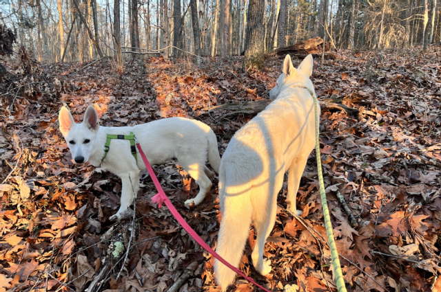 The Sunnyside Sisters Bed and Breakfast / Clarksville VA / Dogs & chics #2