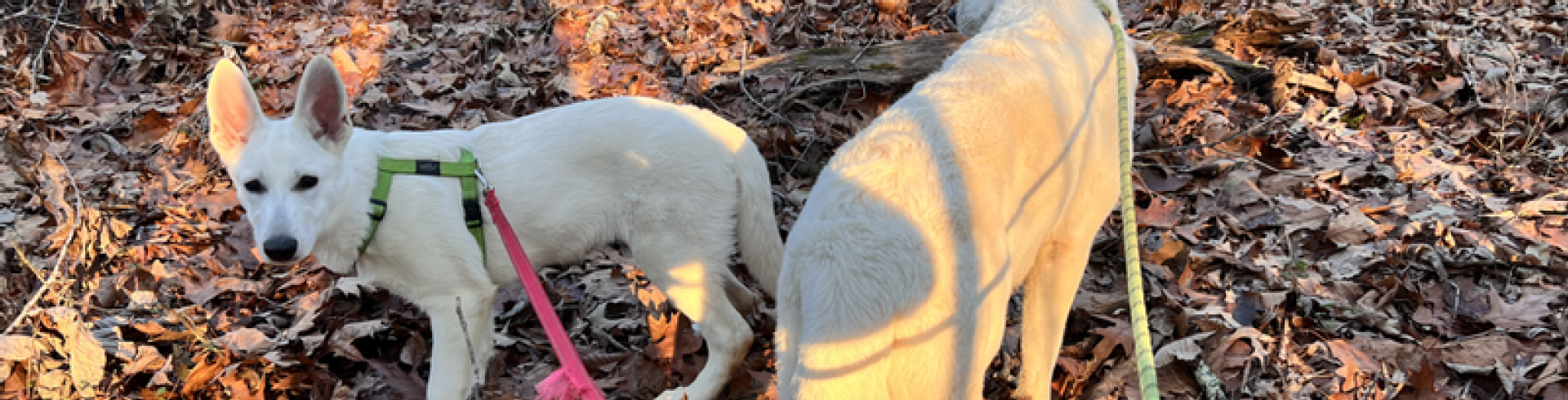 Sunnyside White Swiss Shepherds / Clarksville VA /