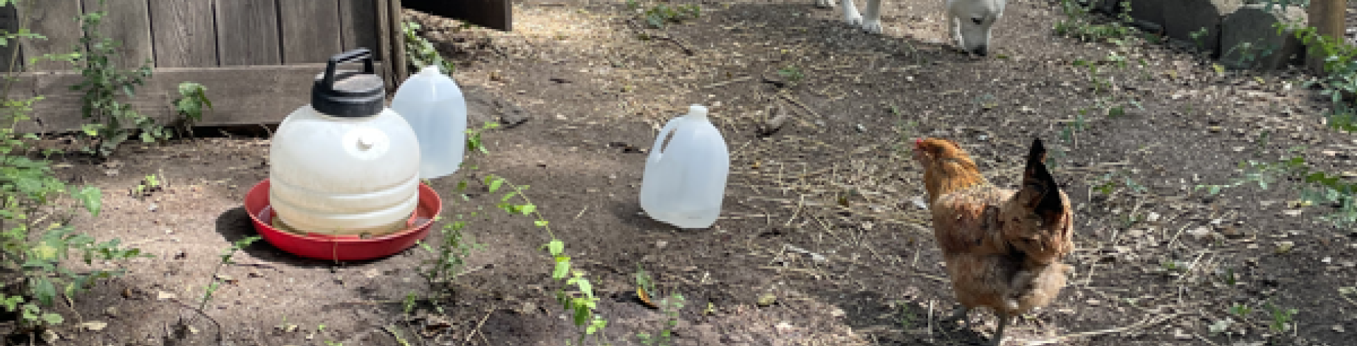 Sunnyside White Swiss Shepherds / Clarksville VA /