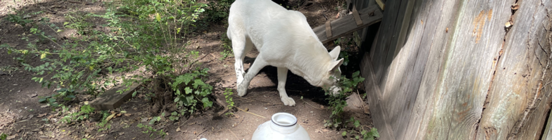Sunnyside White Swiss Shepherds / Clarksville VA /