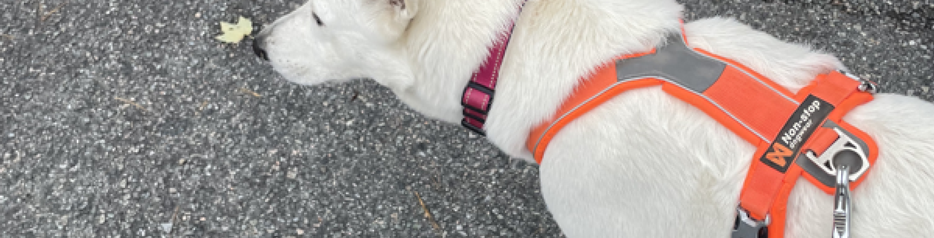 Sunnyside White Swiss Shepherds / Clarksville VA /