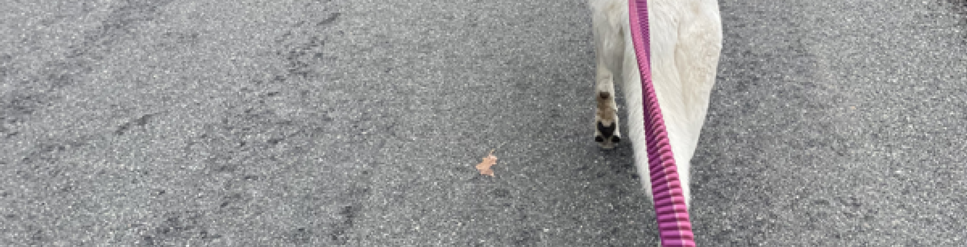 Sunnyside White Swiss Shepherds / Clarksville VA / No puppies this Fall