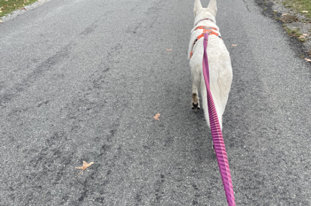 The Sunnyside Sisters Bed and Breakfast / Clarksville VA / No puppies this Fall