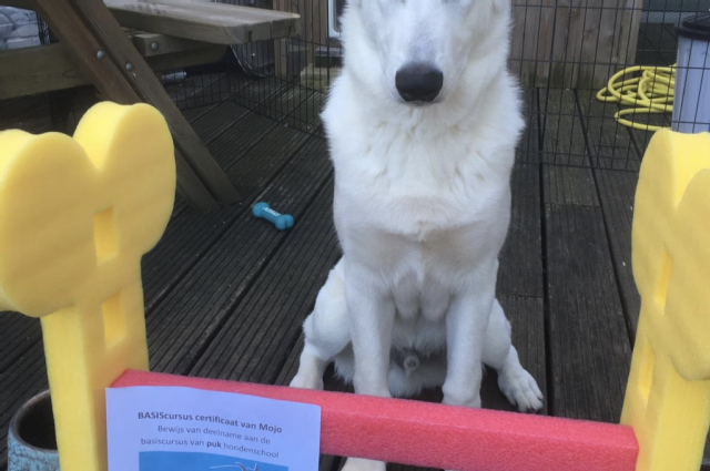 The Sunnyside Sisters Bed and Breakfast / Clarksville VA / Pawsitive Dog Training!