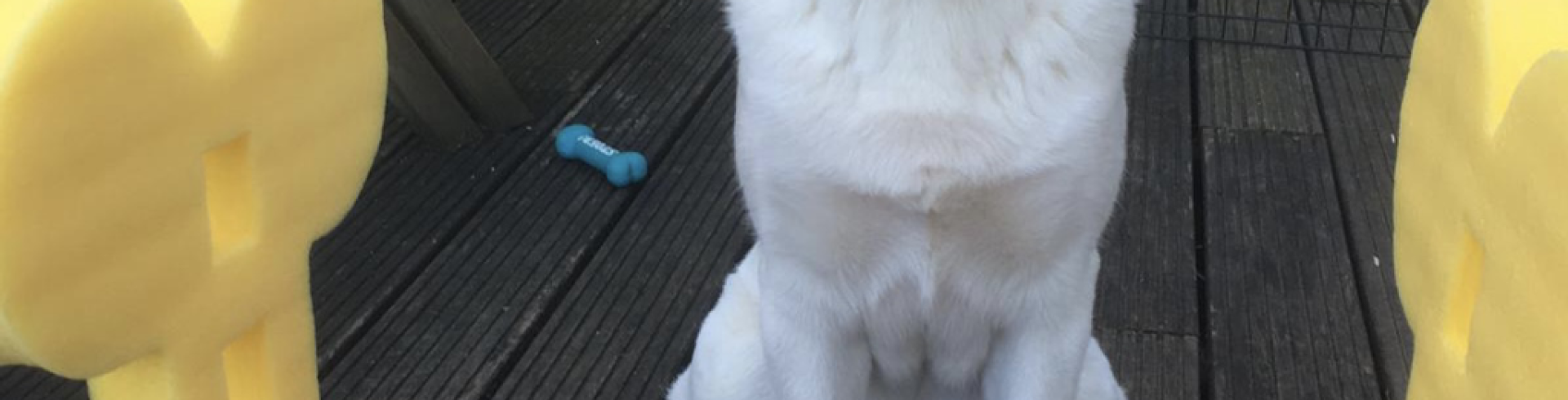 Sunnyside White Swiss Shepherds / Clarksville VA / Pawsitive Dog Training!