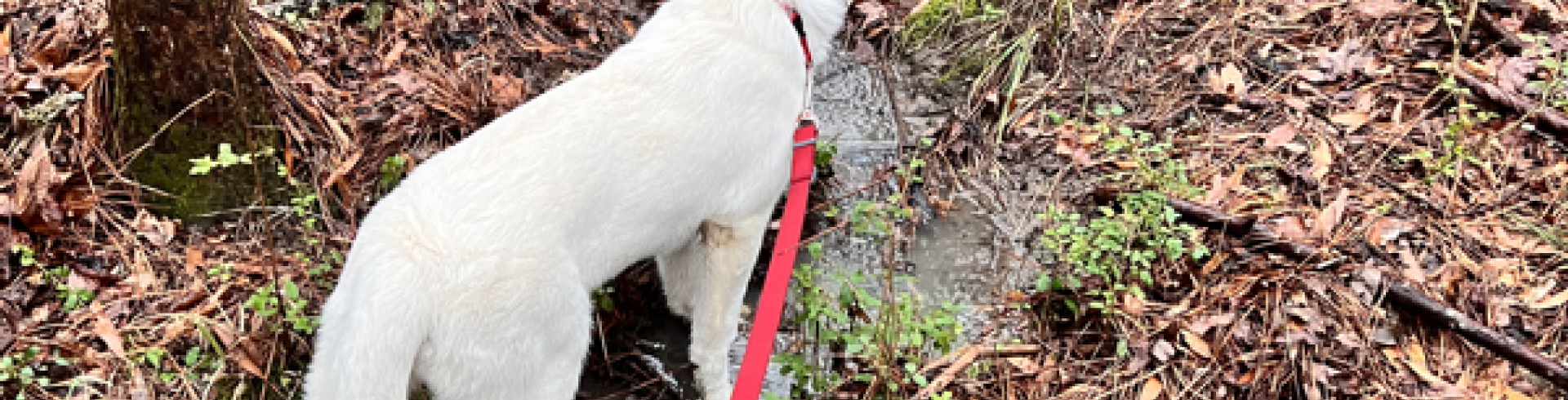 Sunnyside White Swiss Shepherds / Clarksville VA /