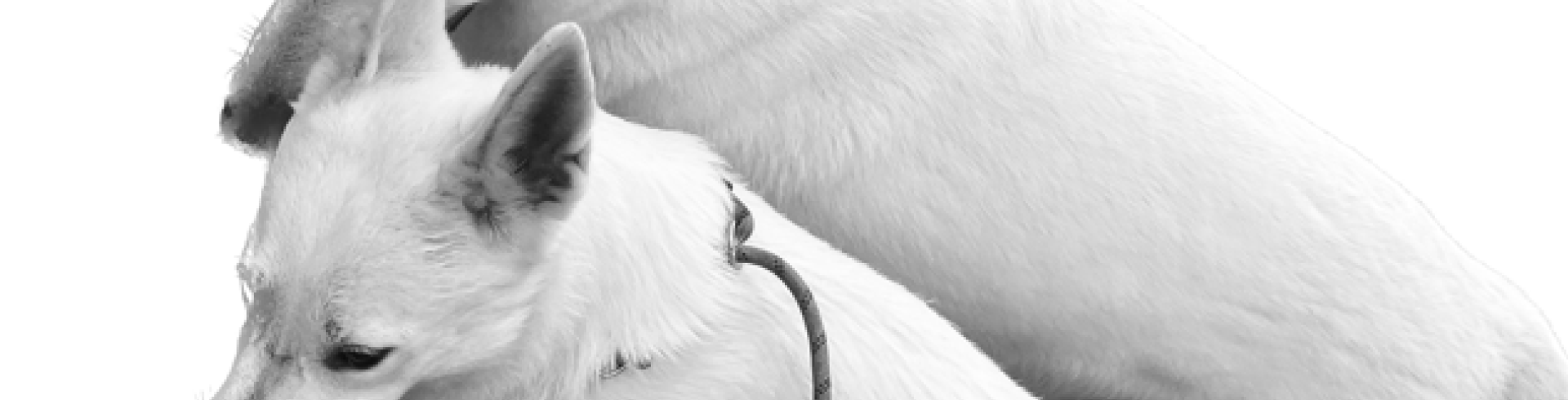 Sunnyside White Swiss Shepherds / Clarksville VA / Nothing is for free in life (NIFIL)