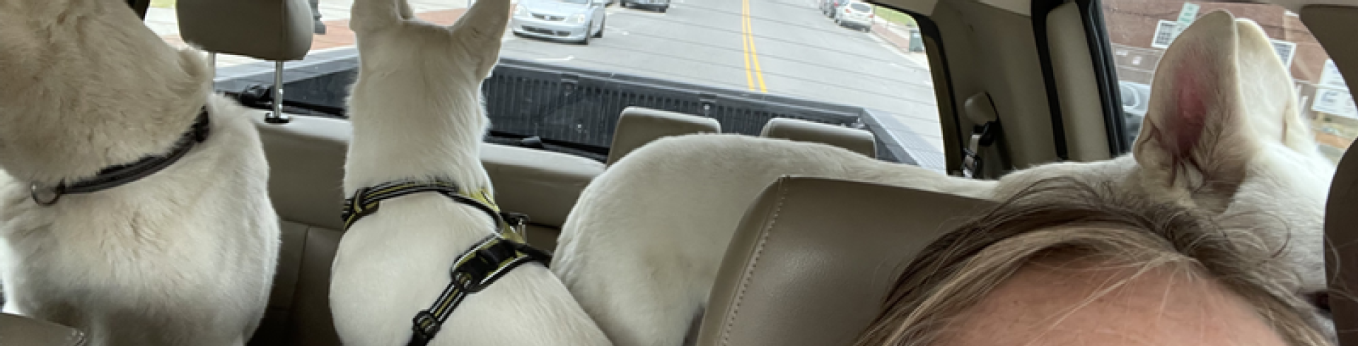 Sunnyside White Swiss Shepherds / Clarksville VA /