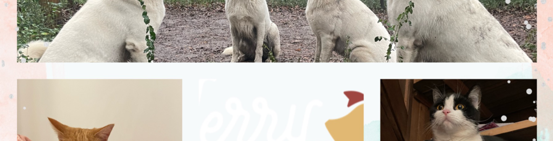 Sunnyside White Swiss Shepherds / Clarksville VA / Jessie two years today