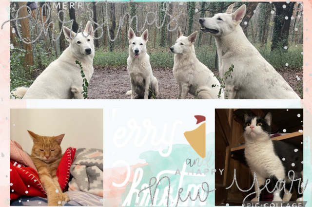 The Sunnyside Sisters Bed and Breakfast / Clarksville VA / Merry Christmas!!!