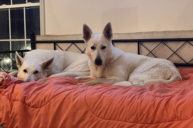 The Sunnyside Sisters Bed and Breakfast / Clarksville VA / Pregnancy Jessie & Mojo confirmed