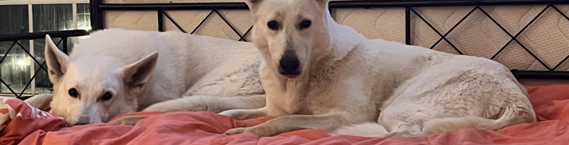 Sunnyside White Swiss Shepherds / Clarksville VA / Pregnancy Jessie & Mojo confirmed