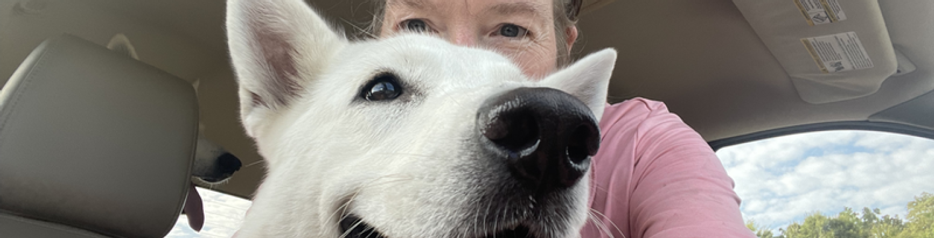 Sunnyside White Swiss Shepherds / Clarksville VA /