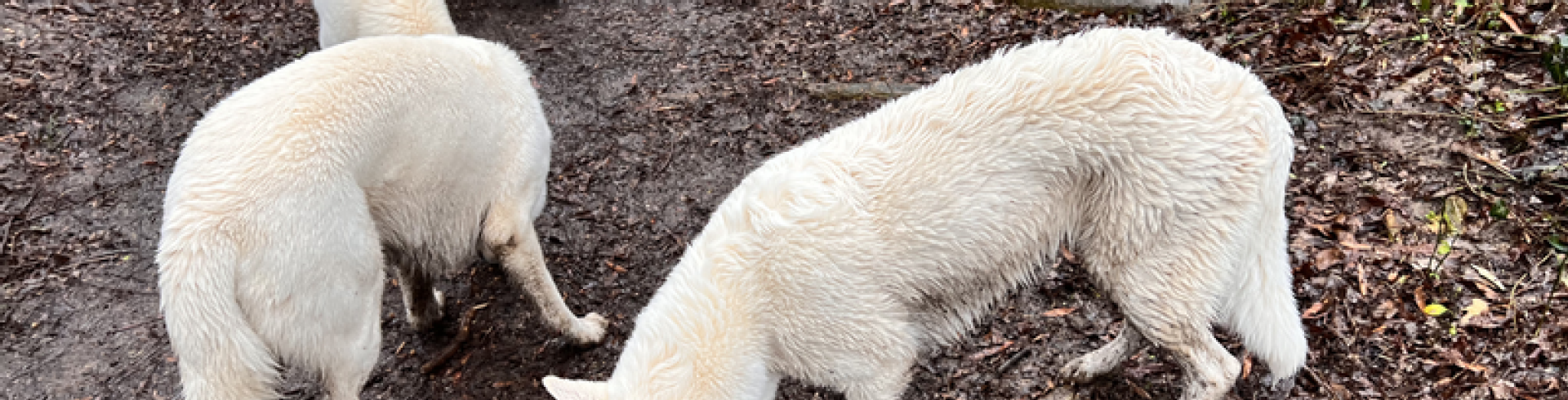 Sunnyside White Swiss Shepherds / Clarksville VA /