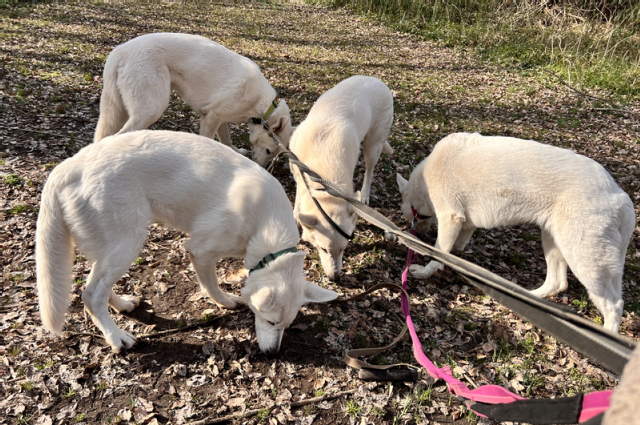 The Sunnyside Sisters Bed and Breakfast / Clarksville VA / We wish y’all a Happy Newyear
