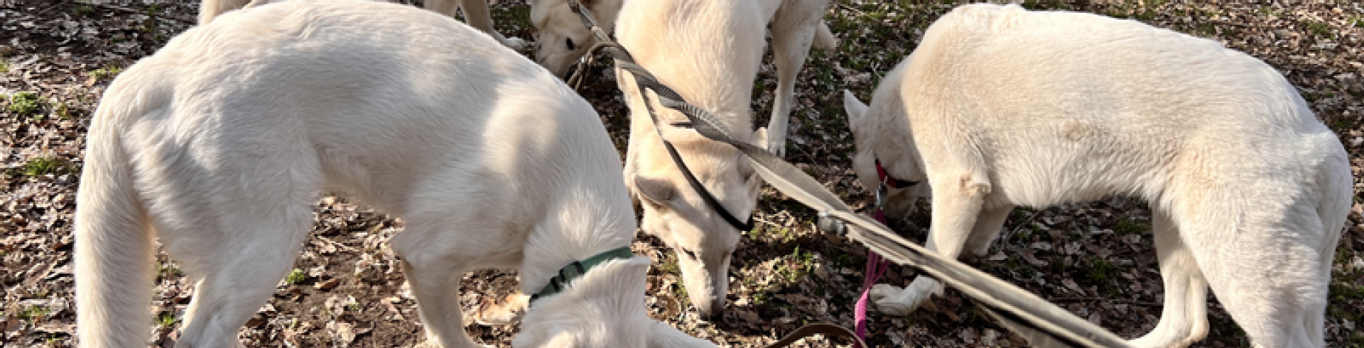 Sunnyside White Swiss Shepherds / Clarksville VA / We wish y’all a Happy Newyear