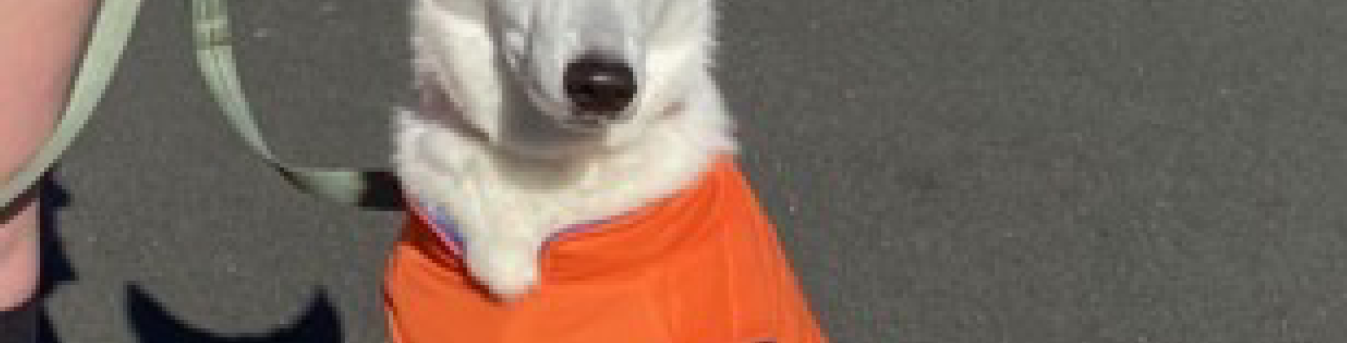 Sunnyside White Swiss Shepherds / Clarksville VA / Fall on Sunnyside