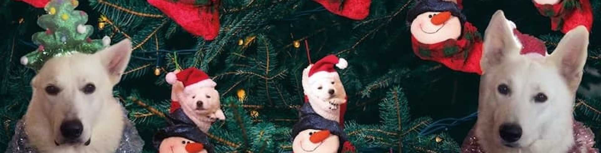 Sunnyside White Swiss Shepherds / Clarksville VA / Christmas for everyone?