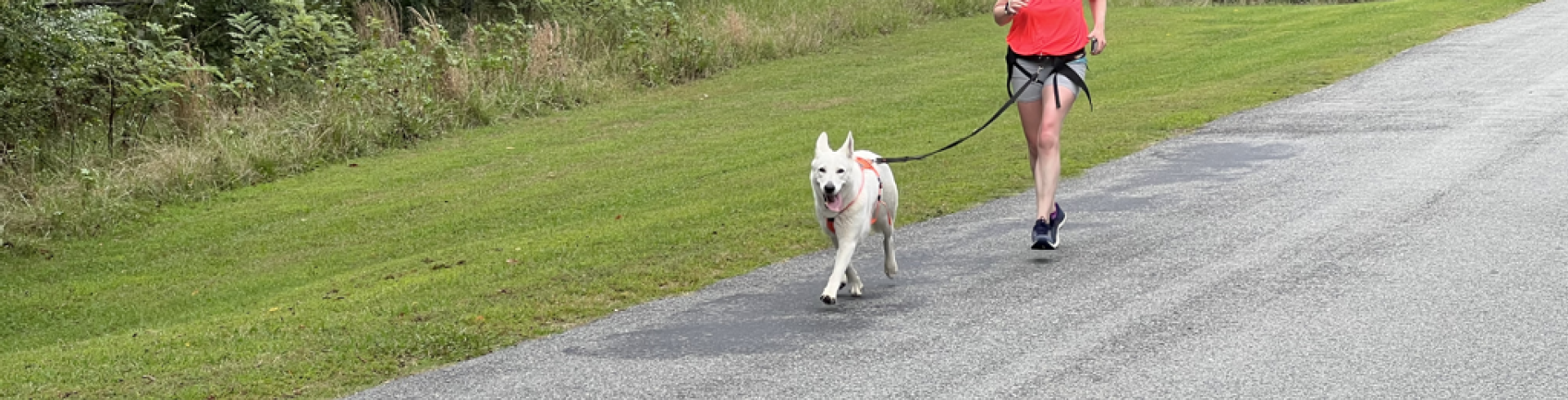 Sunnyside White Swiss Shepherds / Clarksville VA / Running with dogs