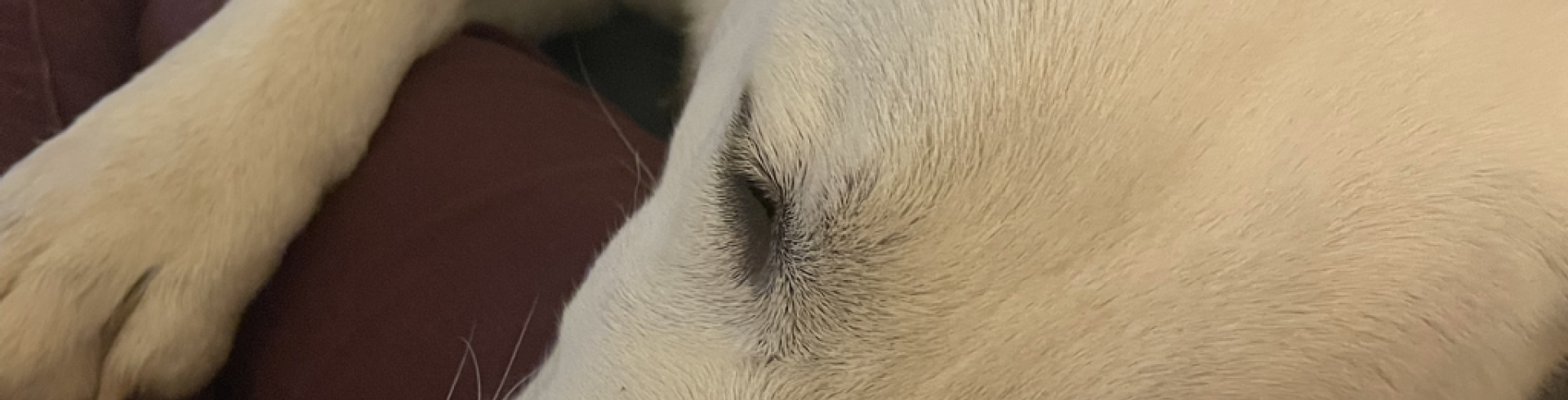 Sunnyside White Swiss Shepherds / Clarksville VA / Yes!!! Jes is in heat