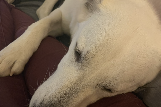 The Sunnyside Sisters Bed and Breakfast / Clarksville VA / Yes!!! Jes is in heat