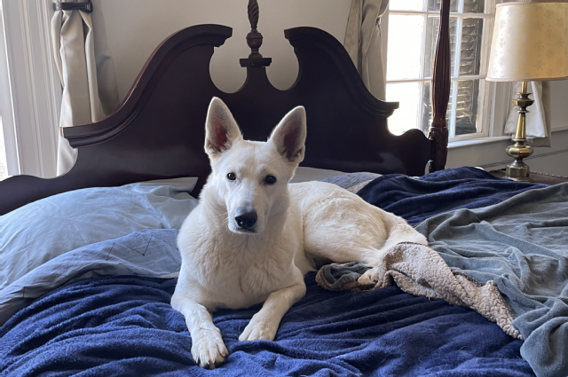 The Sunnyside Sisters Bed and Breakfast / Clarksville VA / Jessie & I got a room at the B&B