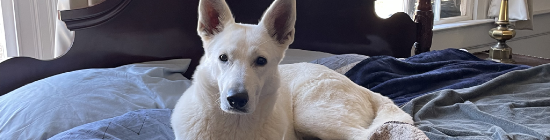 Sunnyside White Swiss Shepherds / Clarksville VA / Jessie & I got a room at the B&B