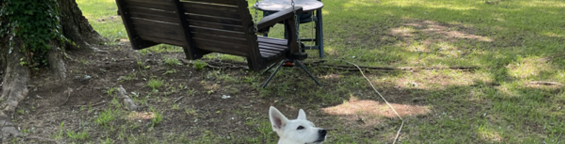 Sunnyside White Swiss Shepherds / Clarksville VA / Happy birthday Jessie!!!