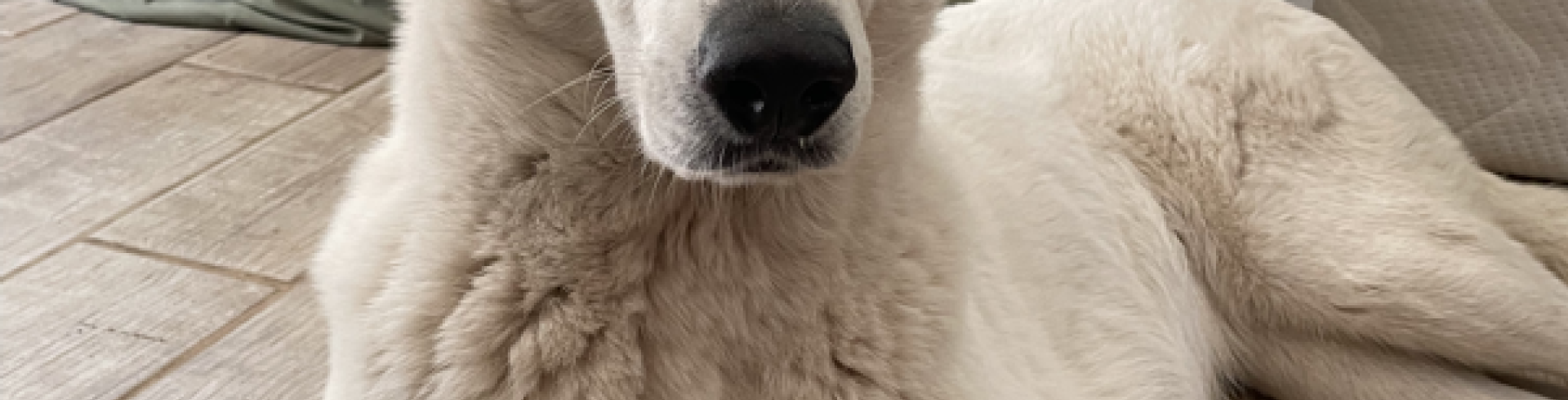 Sunnyside White Swiss Shepherds / Clarksville VA /