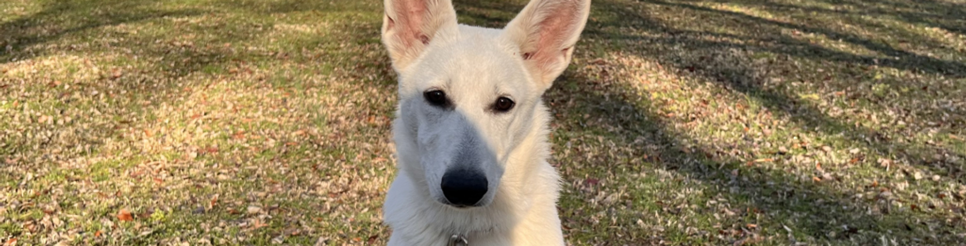Sunnyside White Swiss Shepherds / Clarksville VA / Embark test results Evie are in