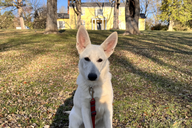 The Sunnyside Sisters Bed and Breakfast / Clarksville VA / Embark test results Evie are in