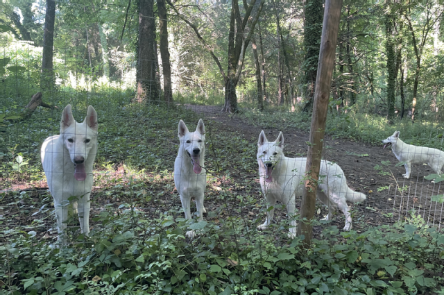 The Sunnyside Sisters Bed and Breakfast / Clarksville VA / Rural way of living