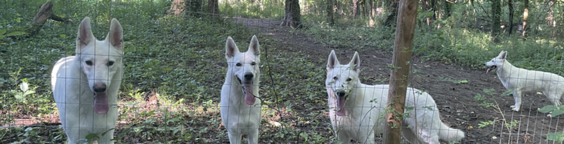 Sunnyside White Swiss Shepherds / Clarksville VA / Rural way of living