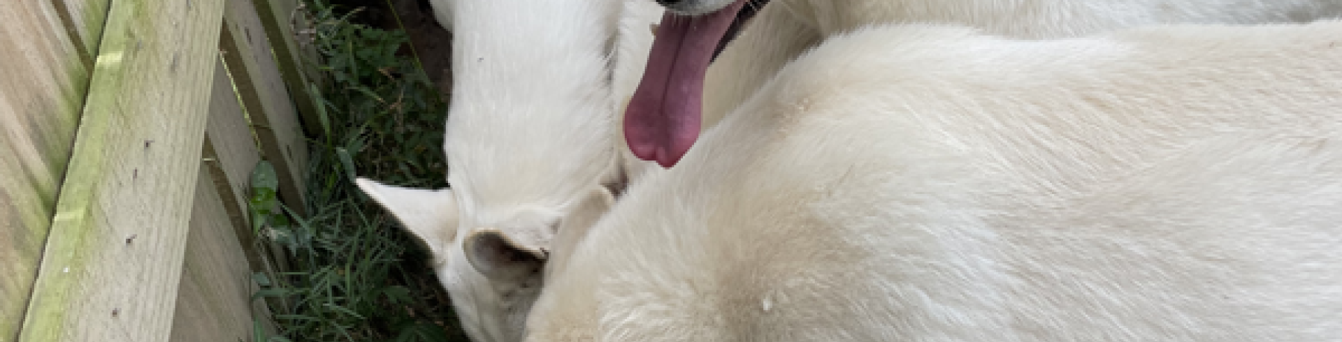 Sunnyside White Swiss Shepherds / Clarksville VA /