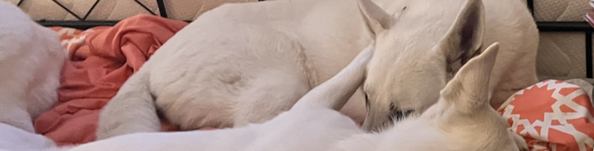 Sunnyside White Swiss Shepherds / Clarksville VA /