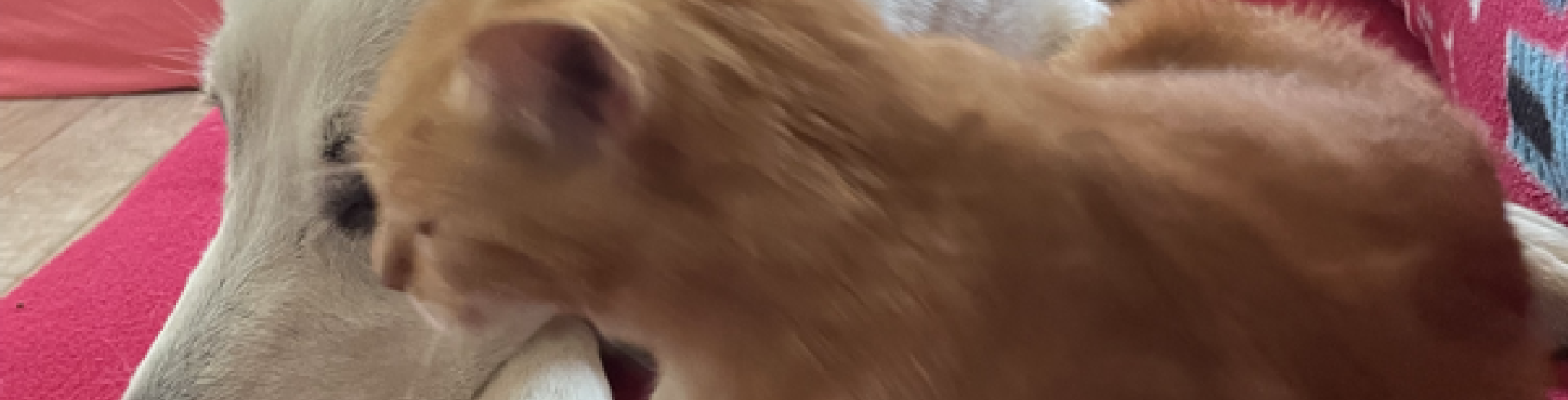 Sunnyside White Swiss Shepherds / Clarksville VA /