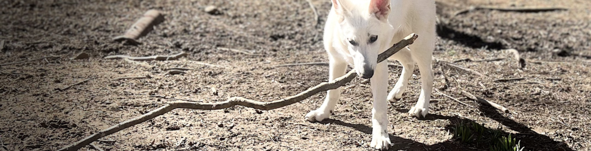 Sunnyside White Swiss Shepherds / Clarksville VA /