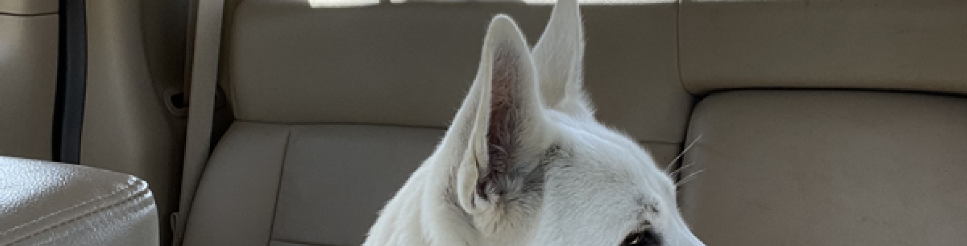 Sunnyside White Swiss Shepherds / Clarksville VA /