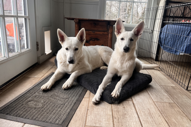 The Sunnyside Sisters Bed and Breakfast / Clarksville VA / Almost 'puppy count day'.