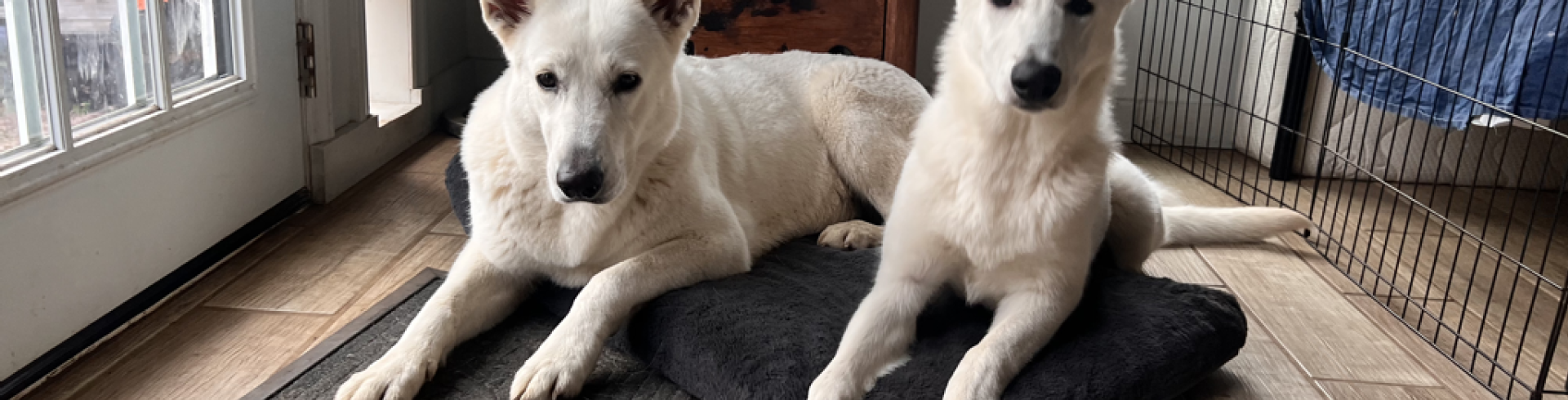 Sunnyside White Swiss Shepherds / Clarksville VA / Almost 'puppy count day'.