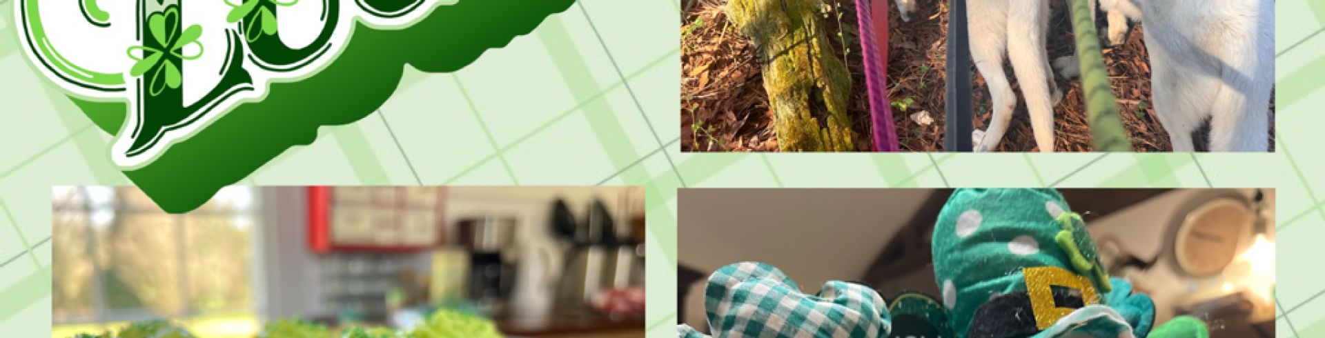 Sunnyside White Swiss Shepherds / Clarksville VA / Girls vs boys again