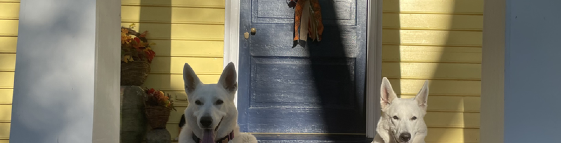 Sunnyside White Swiss Shepherds / Clarksville VA /