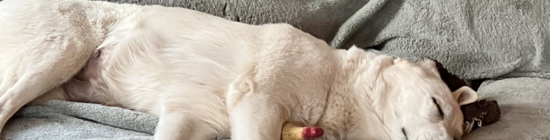 Sunnyside White Swiss Shepherds / Clarksville VA /