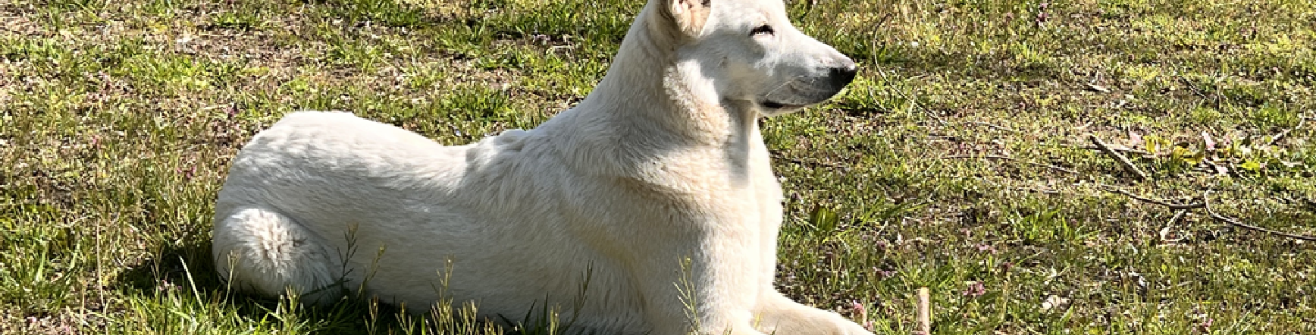 Sunnyside White Swiss Shepherds / Clarksville VA /