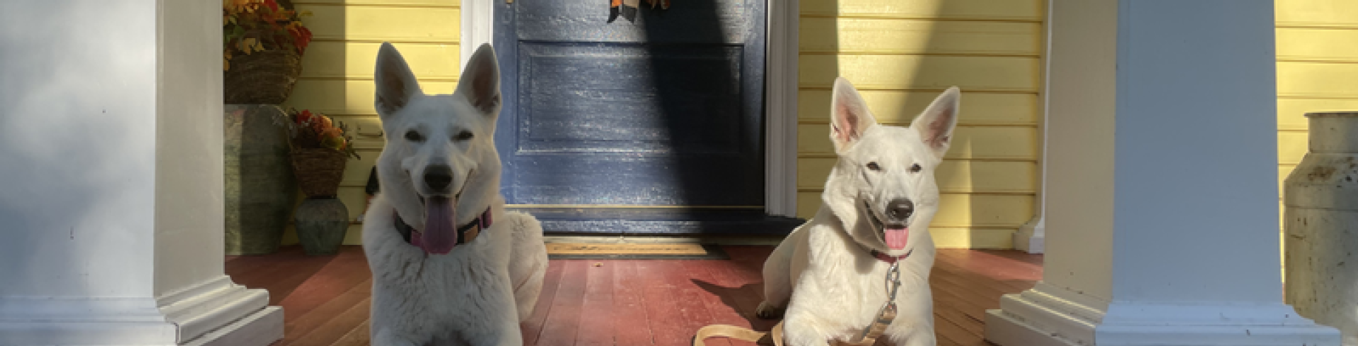 Sunnyside White Swiss Shepherds / Clarksville VA /