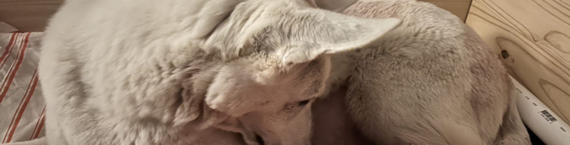 Sunnyside White Swiss Shepherds / Clarksville VA /